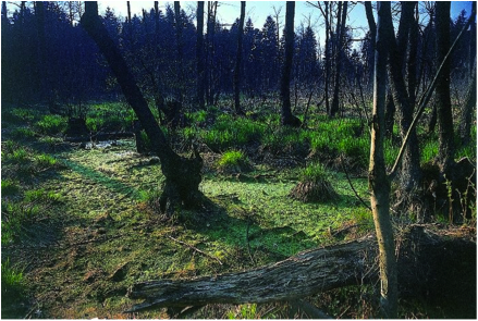 (datoteke/ekobarje.png)