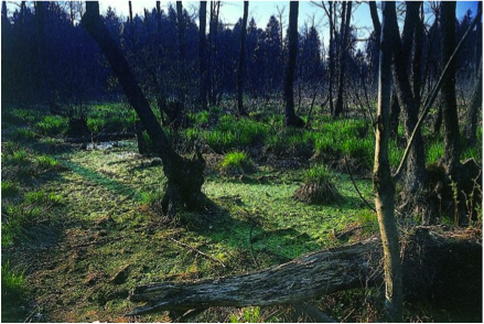 (datoteke/rezervat.png)